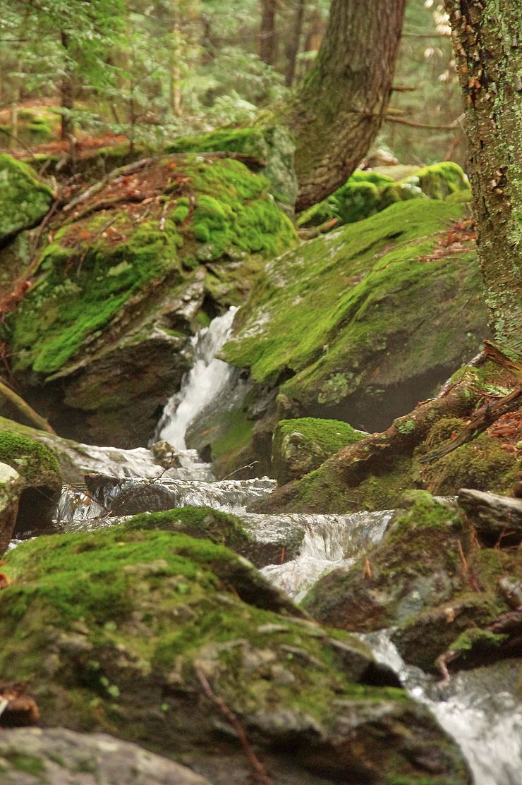 Stream cascading over moss-covered boulders