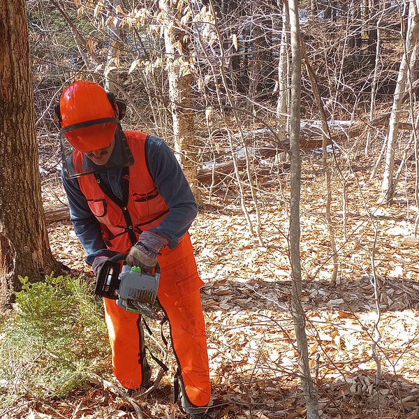 a volunteer works to cut down a tree. 