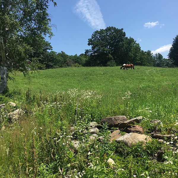 Pasture with stone wall and horses