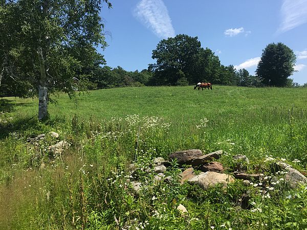 Pasture with stone wall and horses