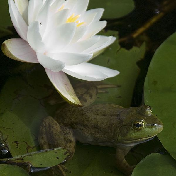 A frog sits on a lily pad
