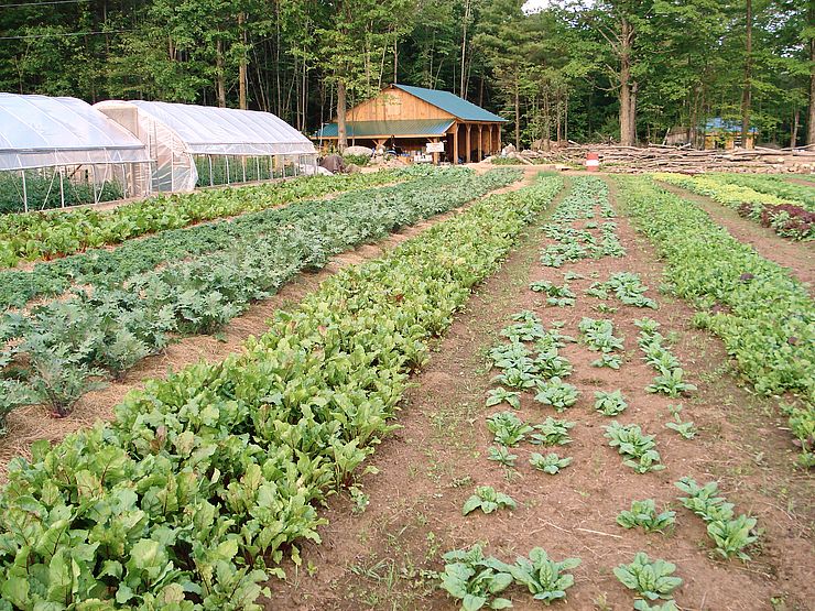Rows of vegetable plants growing in field