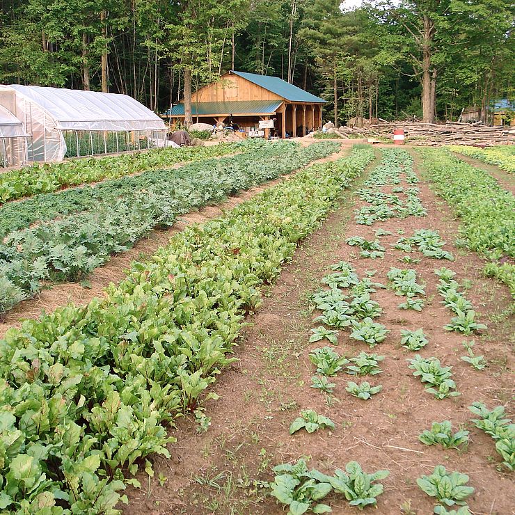 Rows of vegetable plants growing in field