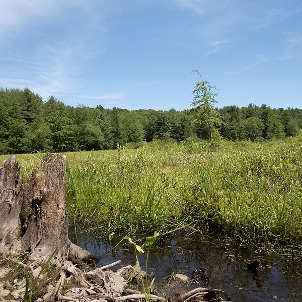 Wetland