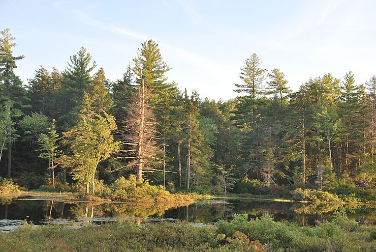a picture of woods and a lake, constituting Shattuck Pond in Francestown New Hampshire