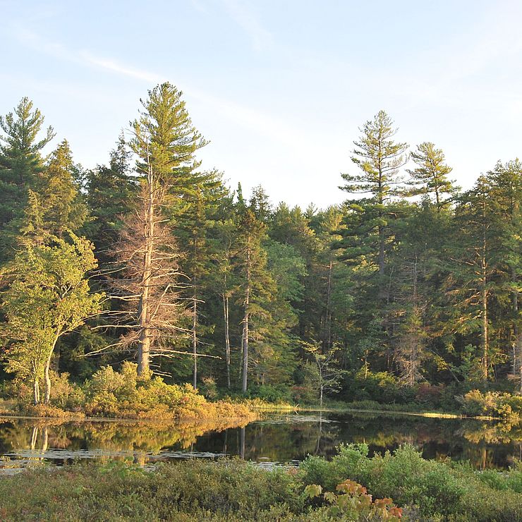a picture of woods and a lake, constituting Shattuck Pond in Francestown New Hampshire