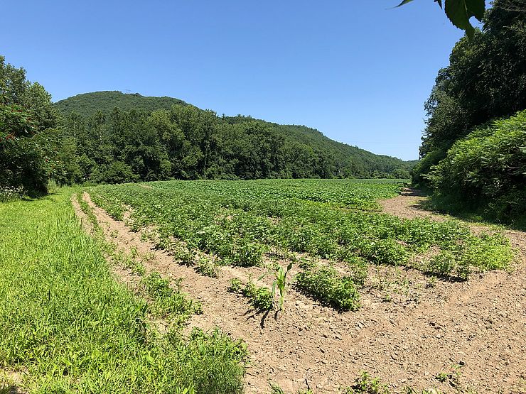 Vegetable plants rows in the field with Fall Mountain in background