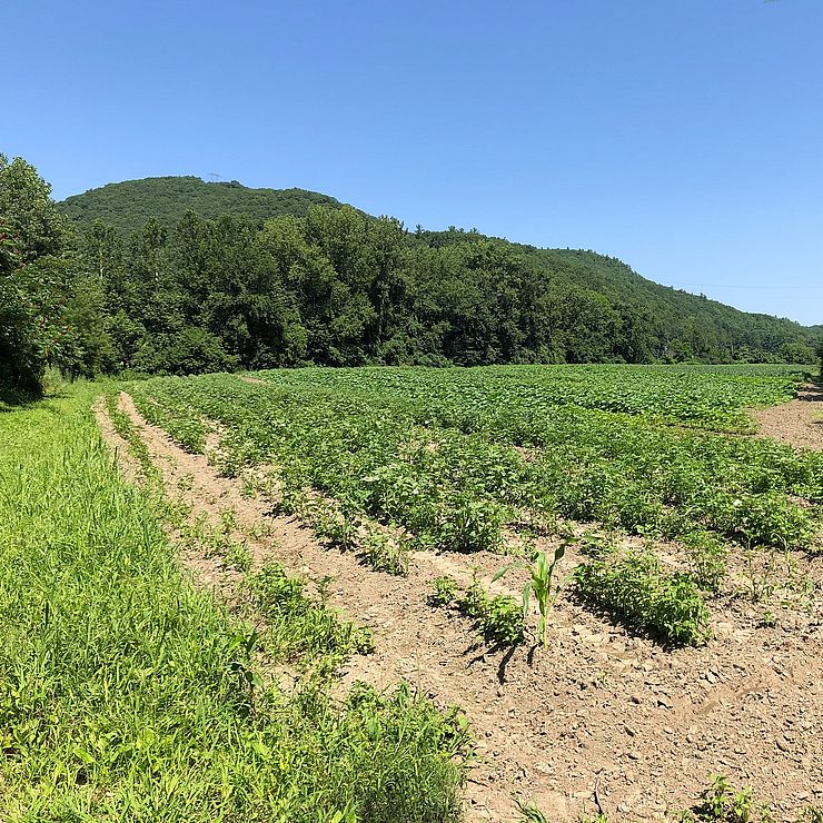 Vegetable plants rows in the field with Fall Mountain in background