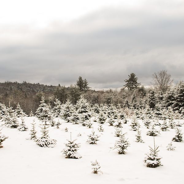 Field of Christmas trees