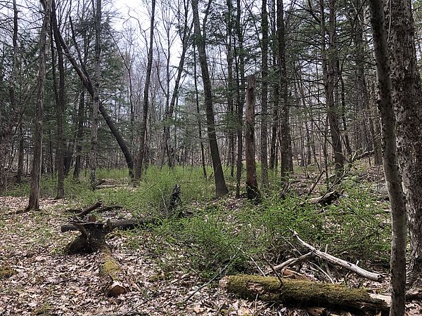 Patch of green barberry in woods