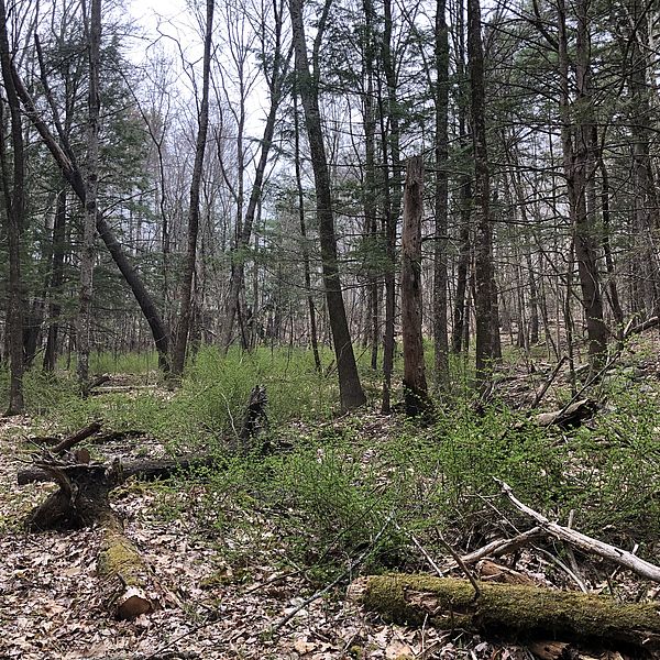 Patch of green barberry in woods