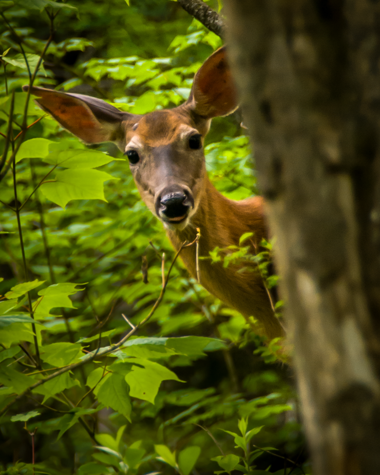 A deer in the woods
