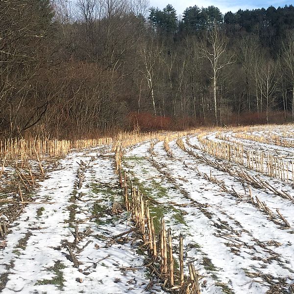 Snowy corn field