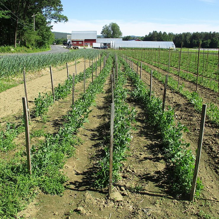 a picture of a row of crops with three barns in the background. 