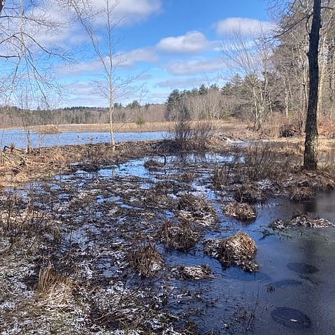 A view from the Sholl Wetland