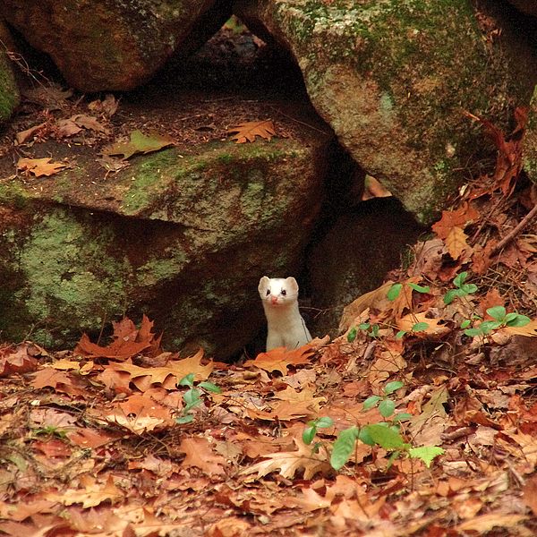 White short-tailed weasel peeking out from stone wall