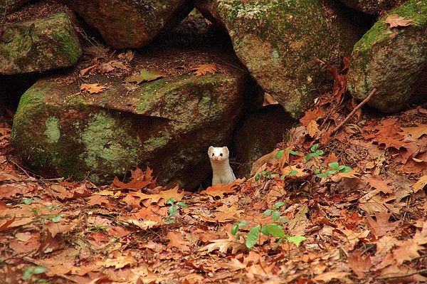 White short-tailed weasel peeking out from stone wall