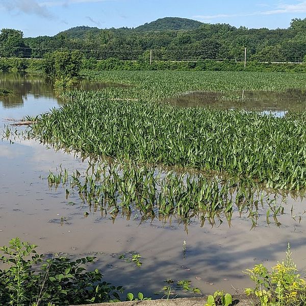 a farmer's field in the Monadnock region affected by recent flooding.