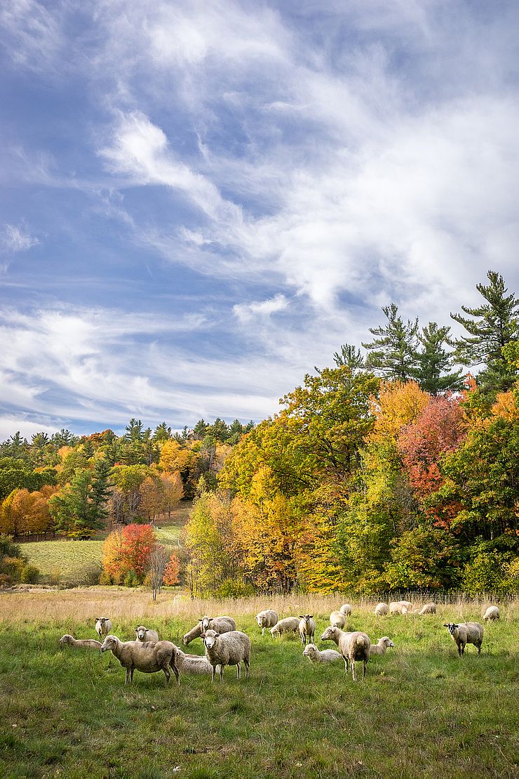 Sheep in pasture on colorful fall day