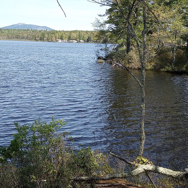 Looking out over Sip Pond on the Chamberlin Conservation Area