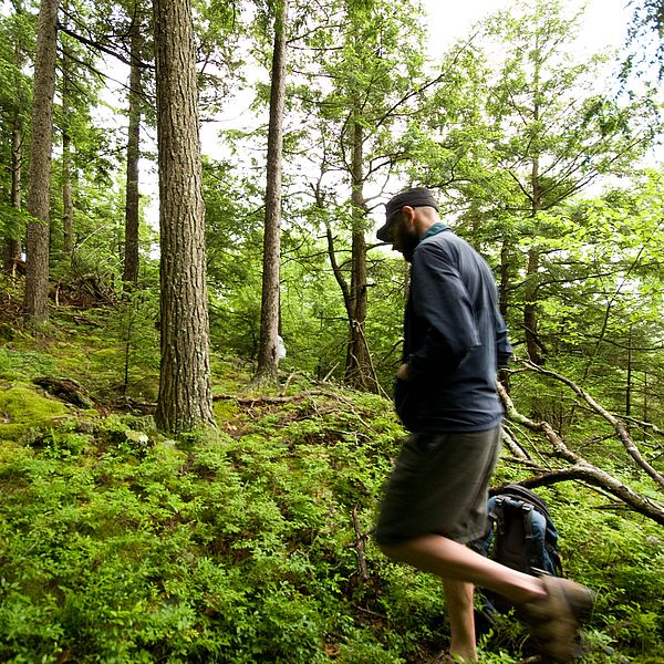 Hikers on a woodland trail