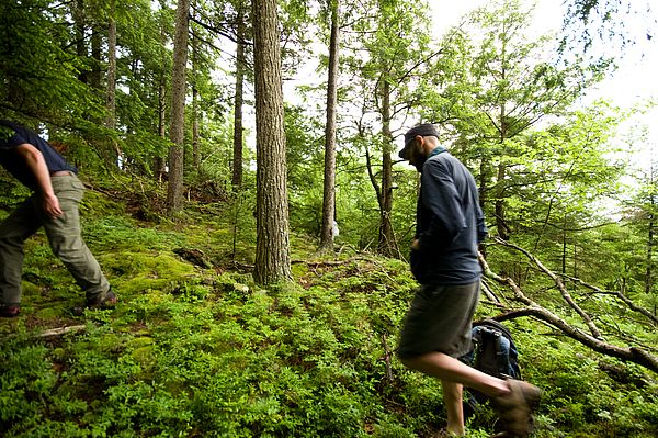 Hikers on a woodland trail