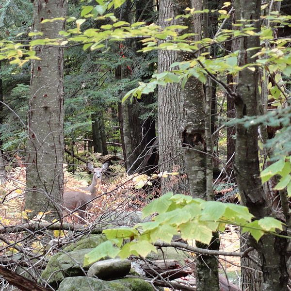 Deer in the forest