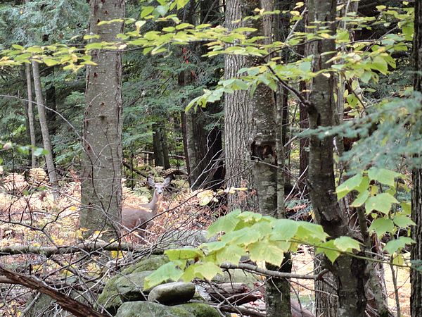 Deer in the forest