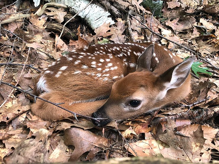 White-tailed deer fawn curled up in leaf nest