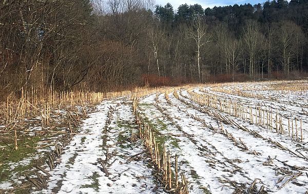 Snowy corn field