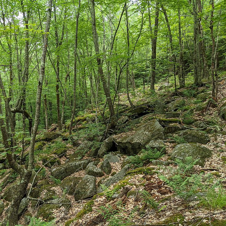 A lush forest conserved in Keene New Hampshire