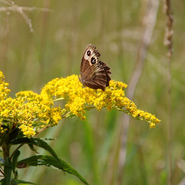 Common wood-nymph butterfly perched on goldenrod flower