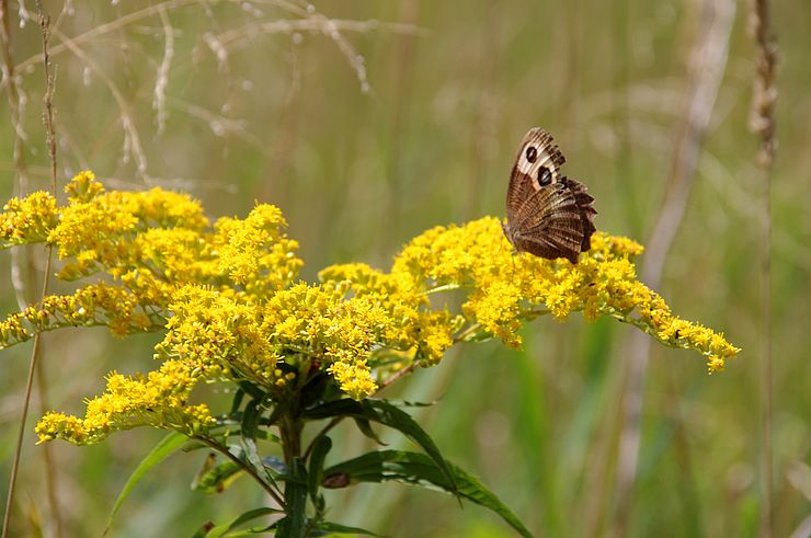 Common wood-nymph butterfly perched on goldenrod flower