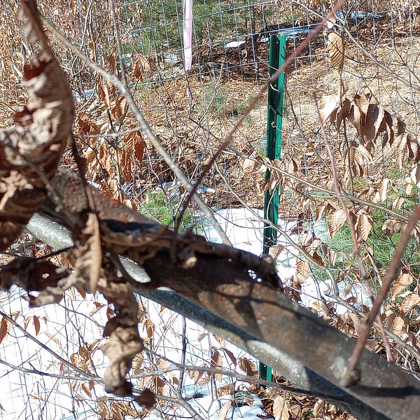 a fallen tree on a fence. 