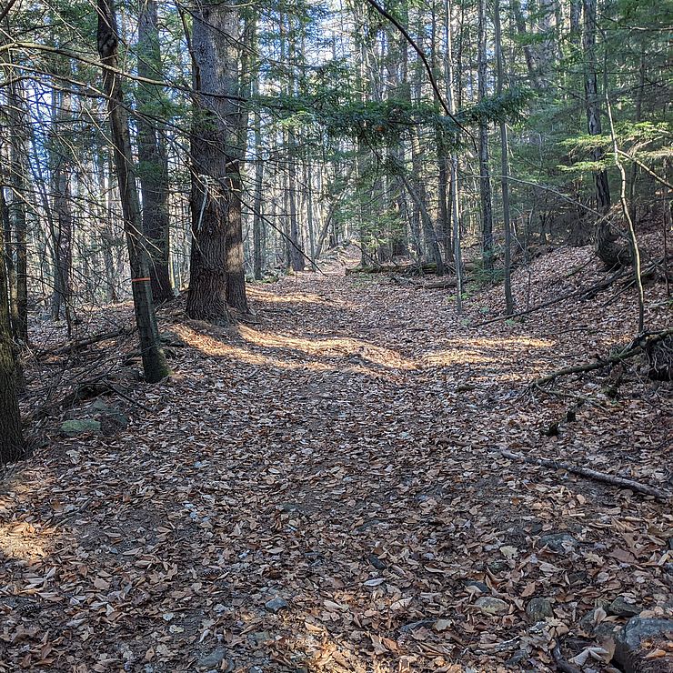 The Dennett Conservation easement, 65 acres of forest in Alstead