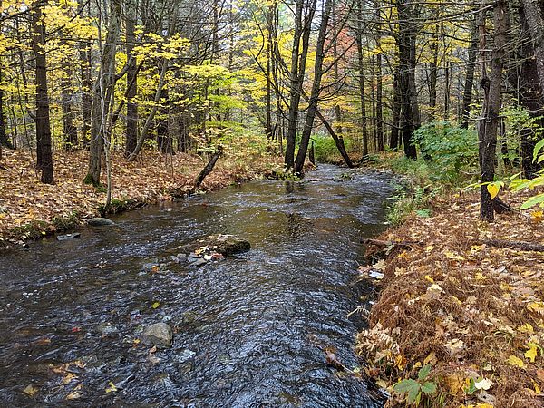 Hale Brook