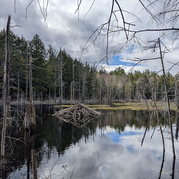 an image of a heron rookery, a group of heron nests, on the Read property in Peterborough NH