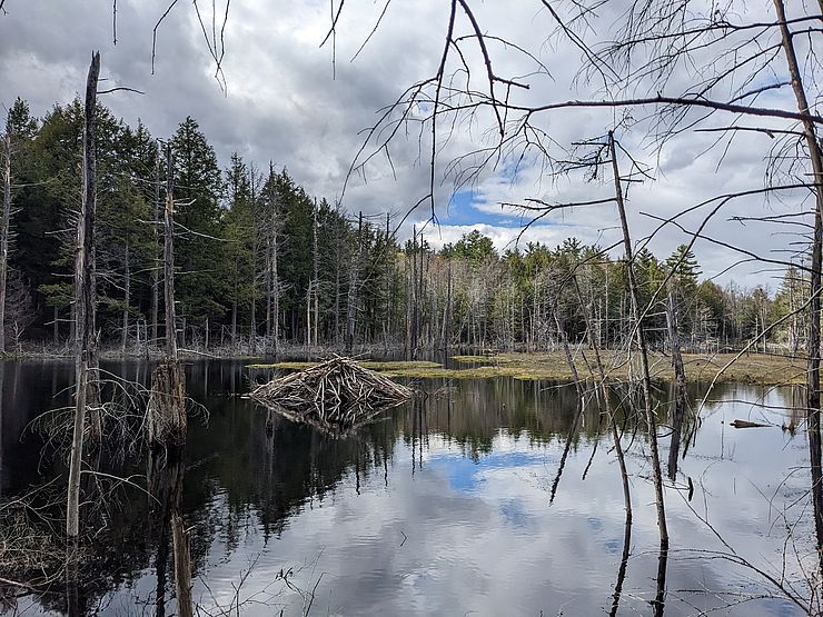 an image of a heron rookery, a group of heron nests, on the Read property in Peterborough NH