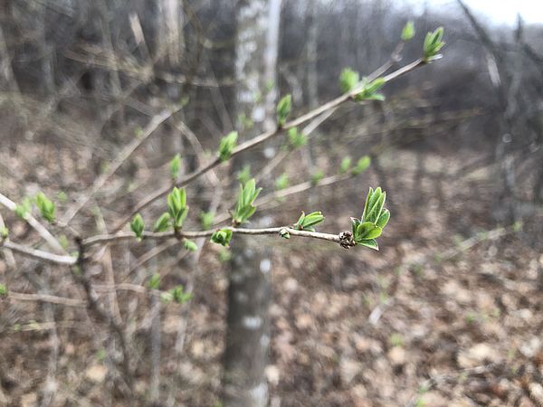 New leaves on honeysuckle branch