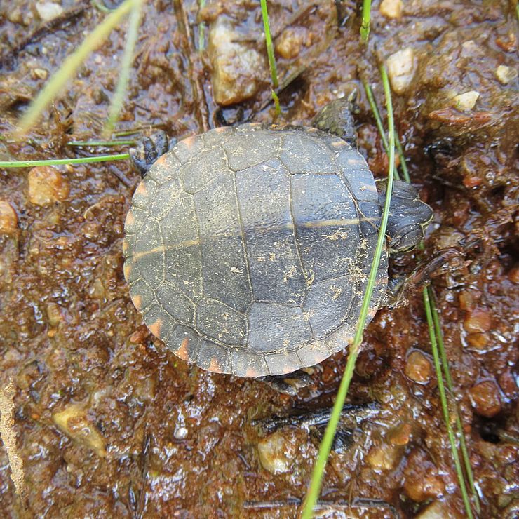 A small blanding turtle in spring
