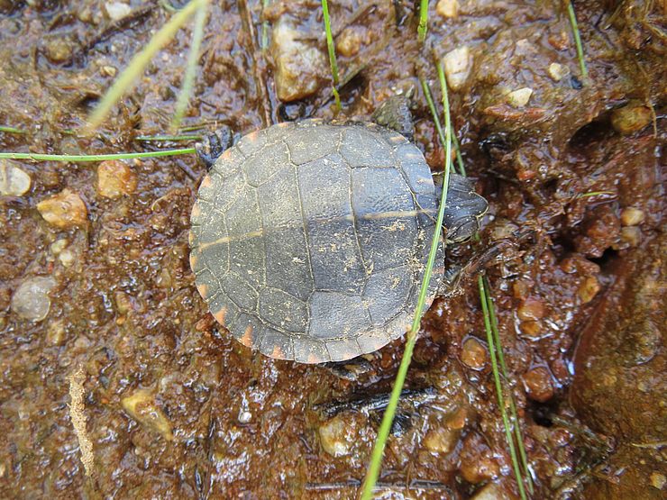A small blanding turtle in spring