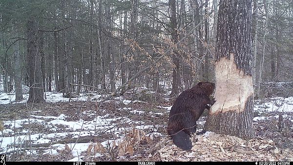 Beaver gnawing on tree