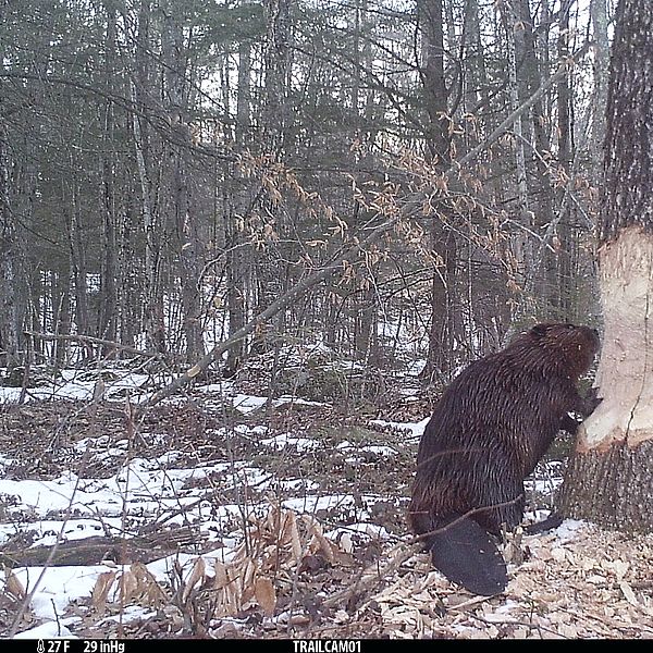 Beaver gnawing on tree