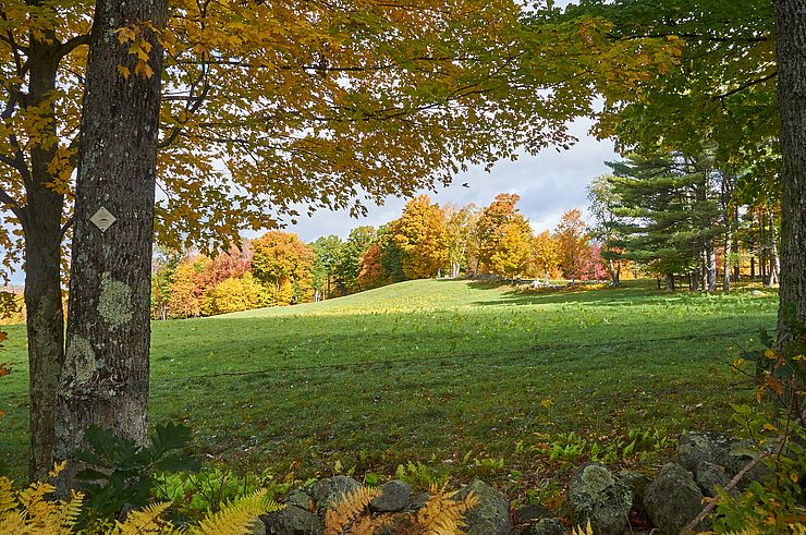 Trees and stone wall framing field