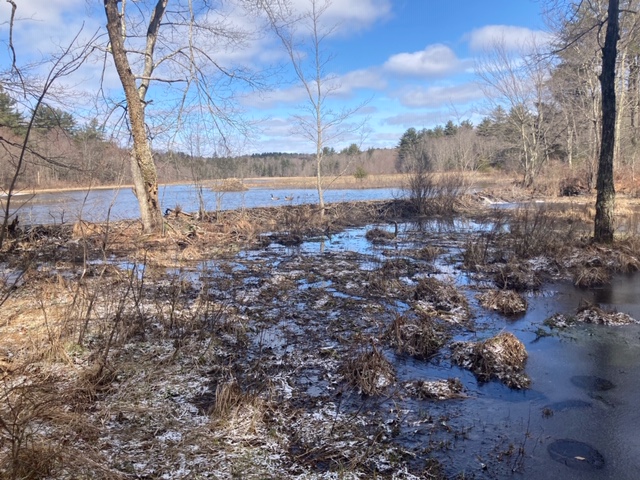 A view from the Sholl Wetland